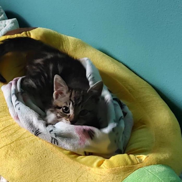 kitten in blankets