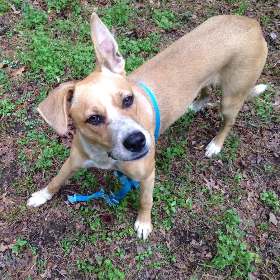 Brown Dog with blue leash