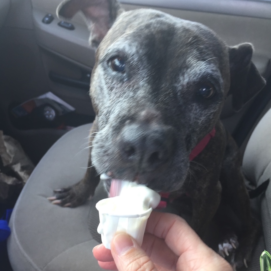 dog with icecream