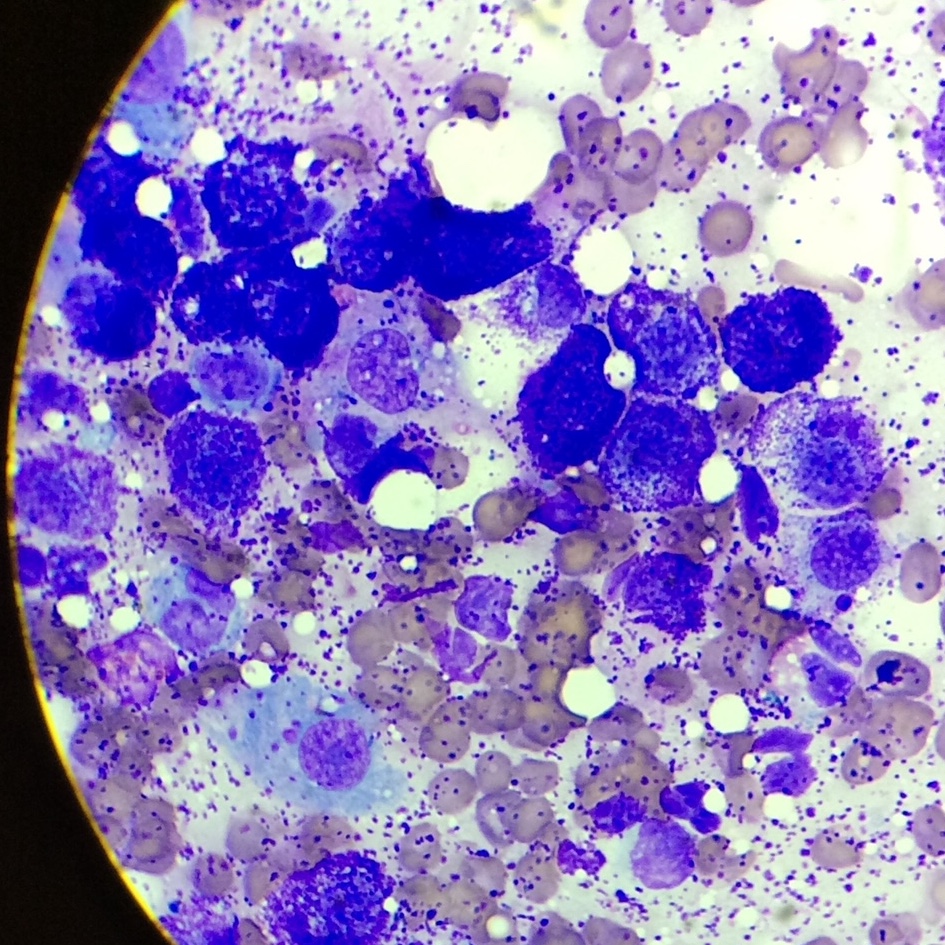 in the microscope in the microscope