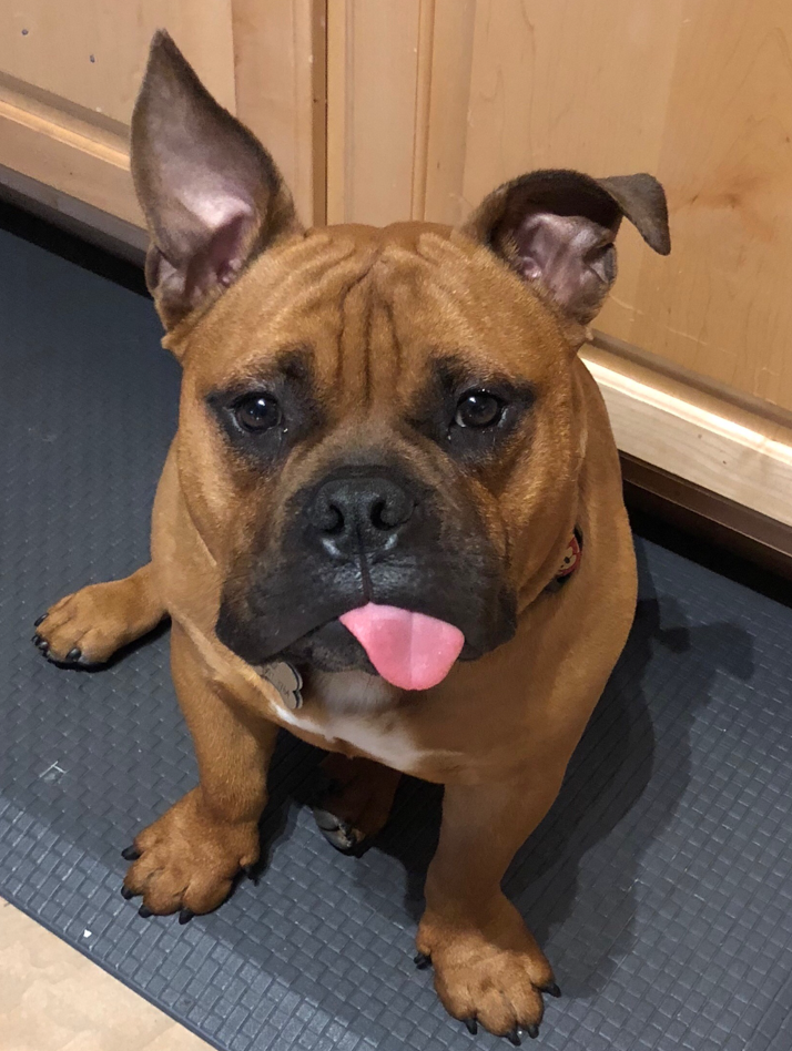 brown dog with tongue out