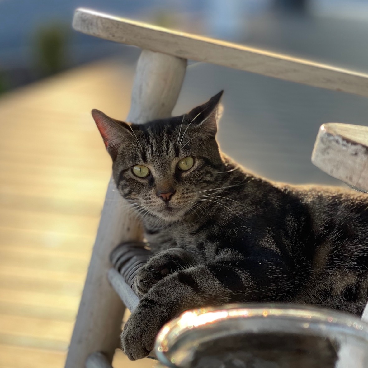 cat in chair