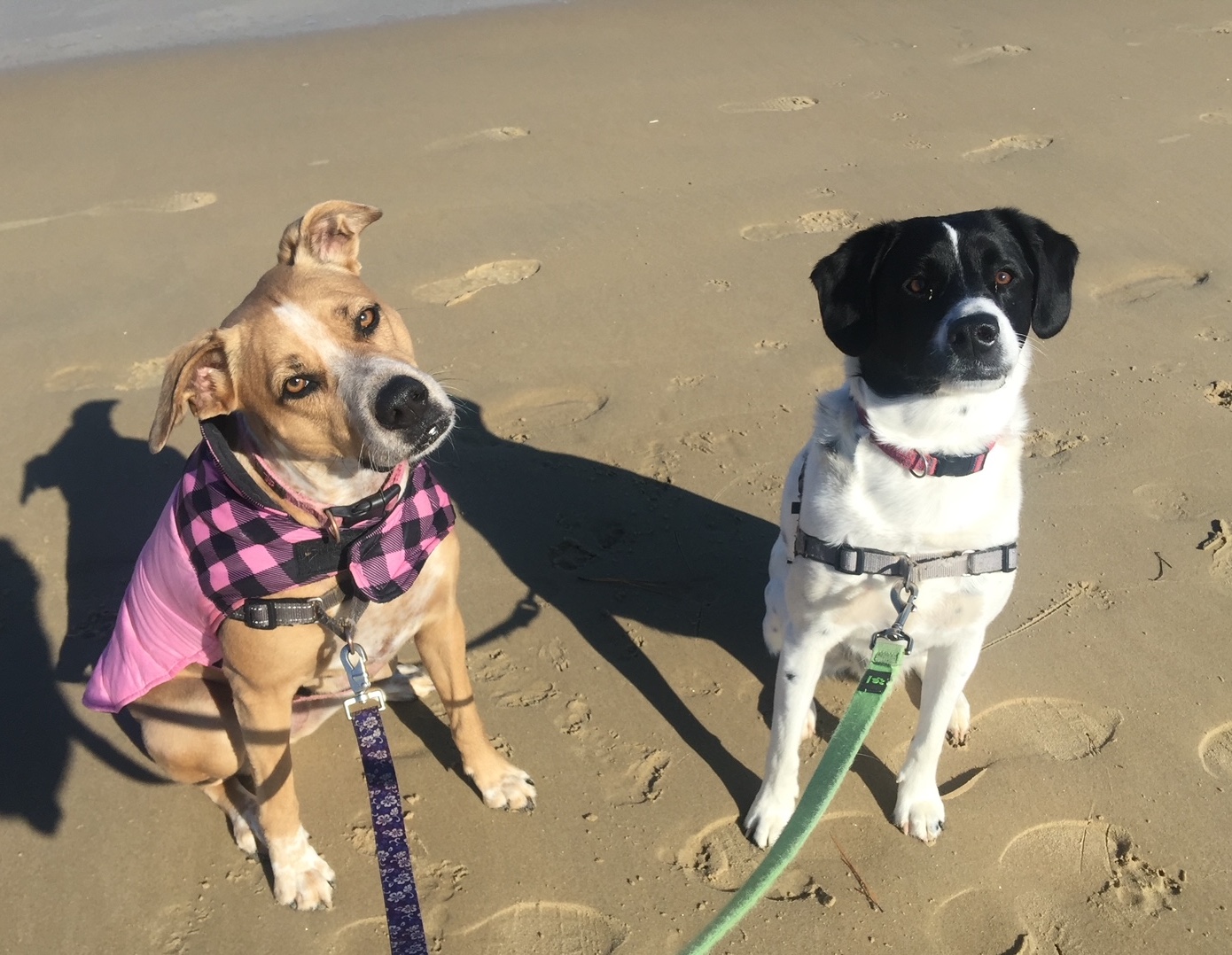 About Golden Paws Veterinary Service and Housecalls About Golden Paws Veterinary Service and Housecalls