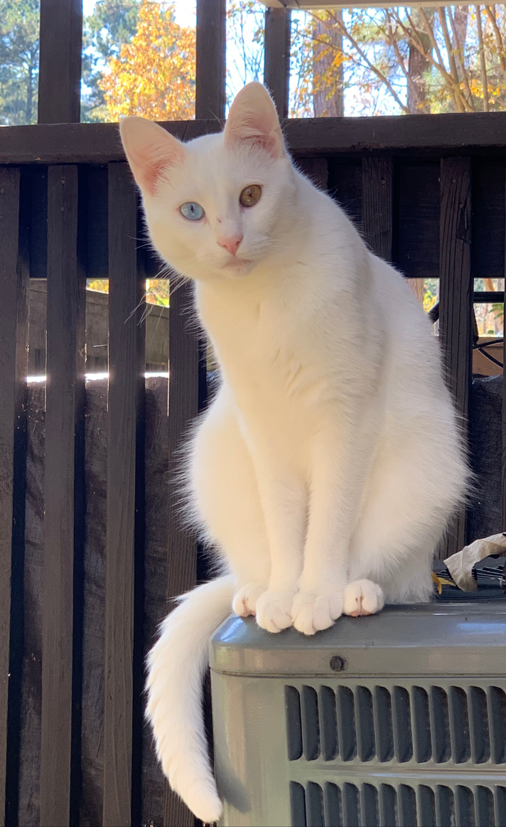White Cat White Cat