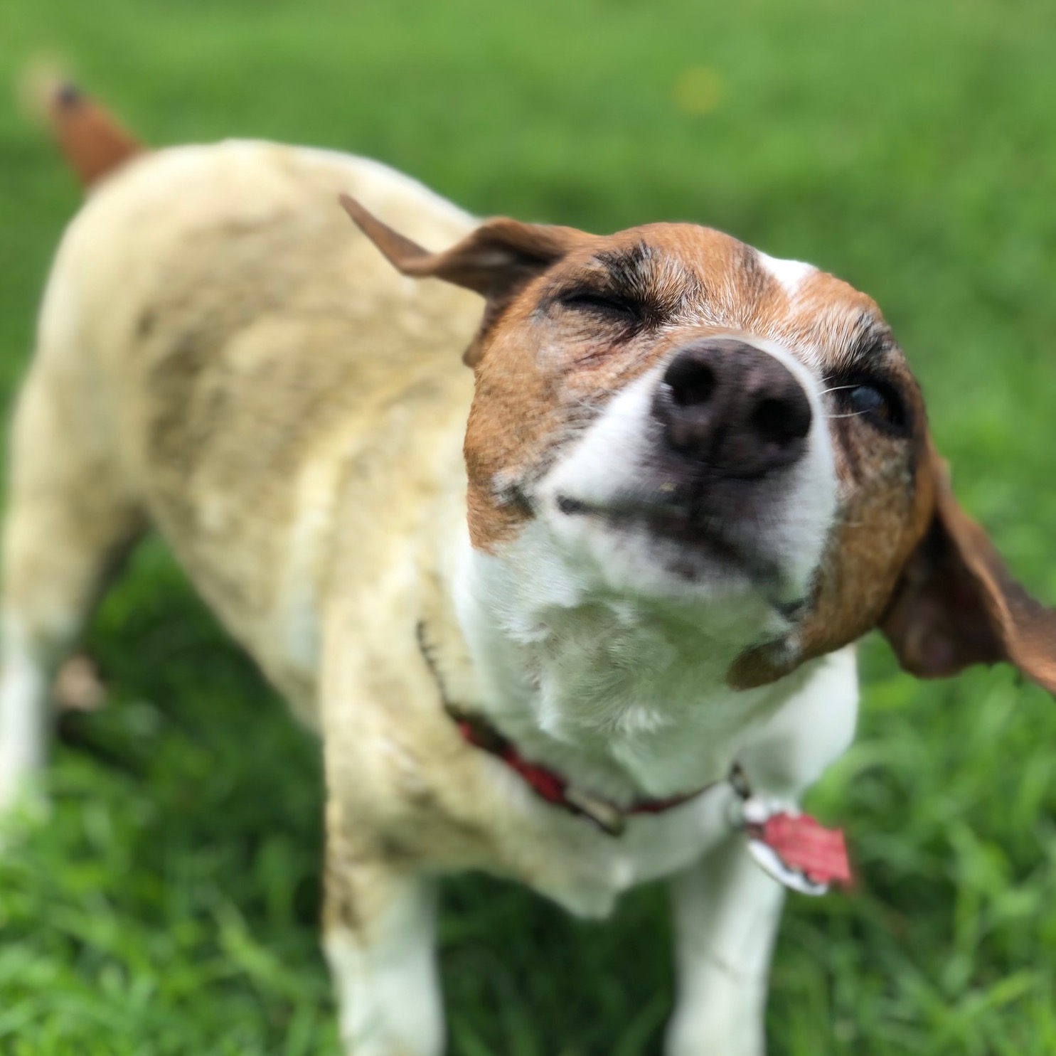 brown and white dog