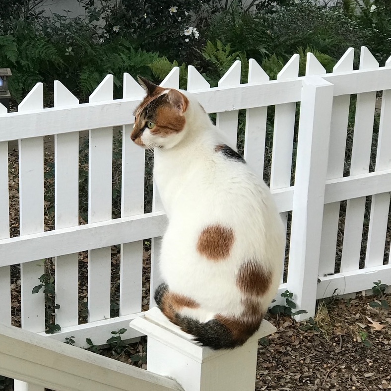 white and brown cat